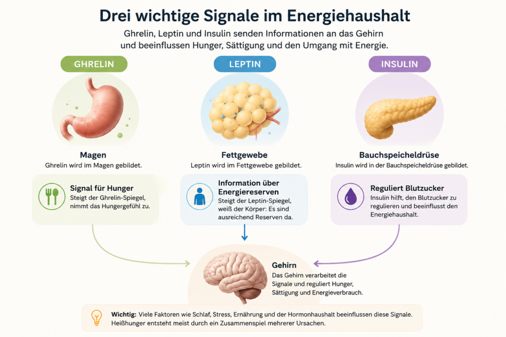 Infografik zum Thema Hormone und Heißhunger mit Ghrelin, Leptin und Insulin und ihrer Rolle bei Hunger und Sättigung.